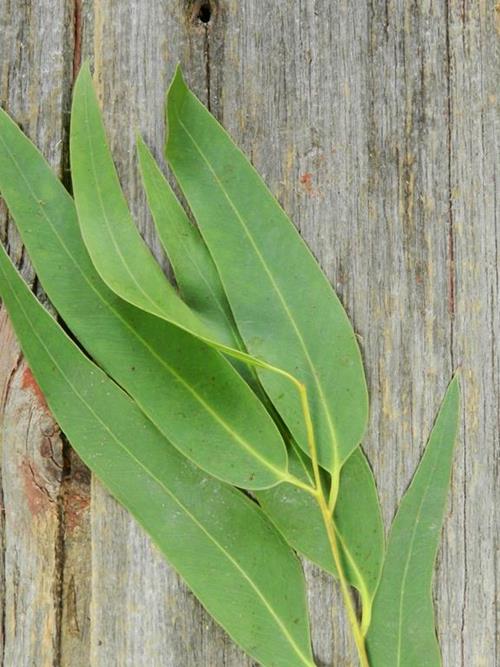 Willow Green Eucalyptus